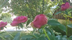 Пионы пахнут детством давним. В них лето, солнце, южный двор.