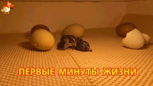 Первые минуты жизни новорожденного цыпленка в инкубаторе (4)