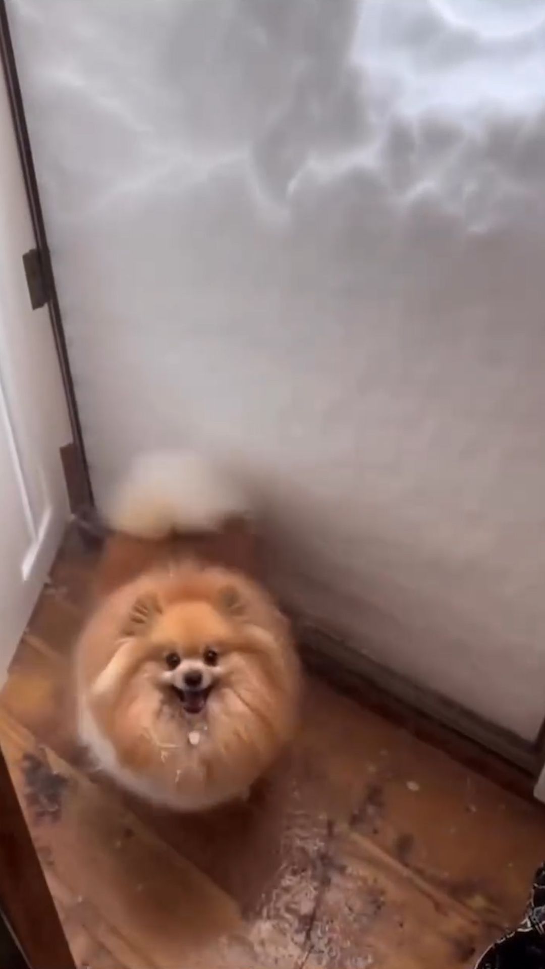 Собака в снегу #собака #dog #снег #snow #рекомендации #trending #trend #fun #funnyvideo #lol #shorts