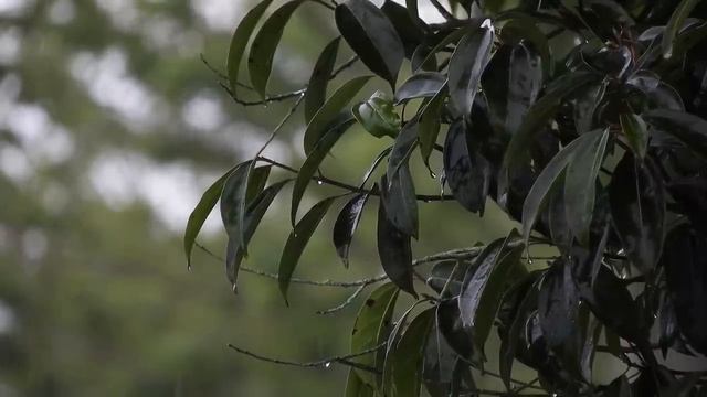 ЗВУК ДОЖДЯ ДЛЯ СНА В ЗЕЛЕНОМ ЛЕСОПАРКЕ
