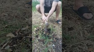 щепка попала в лоб коту