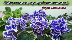 Набор листовых черенков фиалок для начинающих, собери свою коллекцию красивых сортов🌷