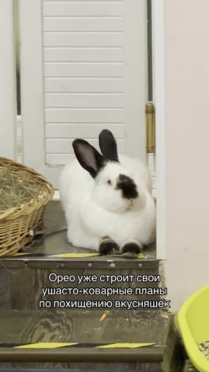 Орео в ожидании гостей #кролик #кроликикролики #зайкафе #кафескроликами #приютдлякроликов