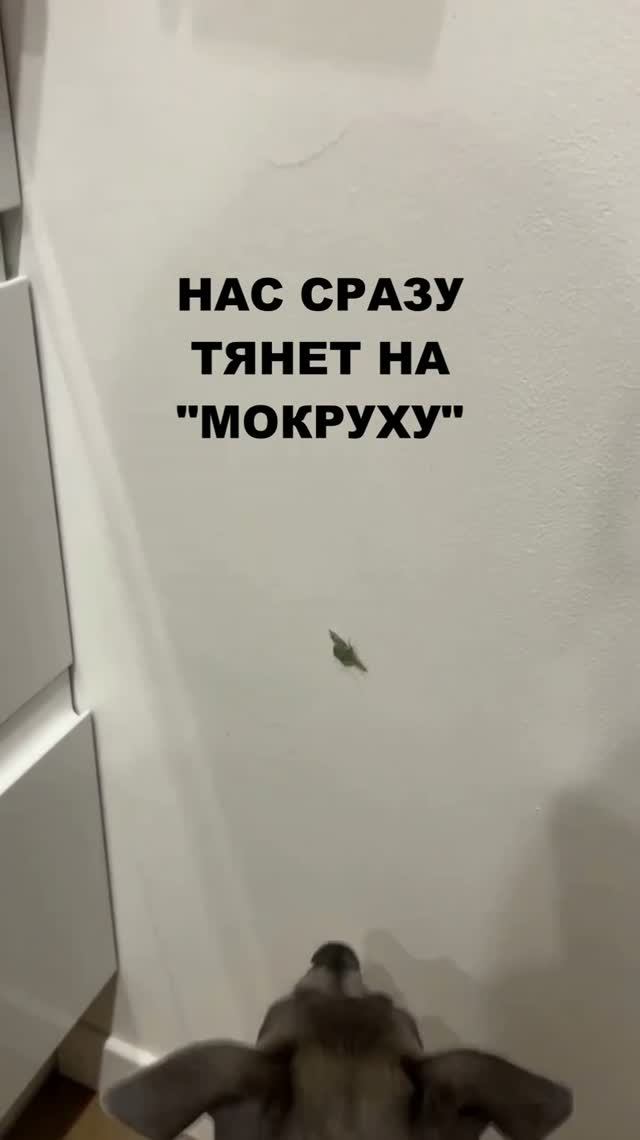 ОЧЕНЬ ДОБРАЯ ЛЕВРЕТКА.