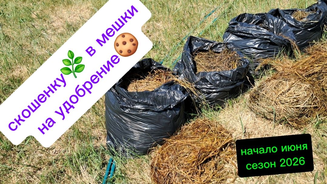 Готовлю удобрение из травы в мешках. Начало июня 2026