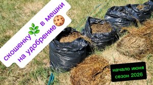 Готовлю удобрение из травы в мешках. Начало июня 2026