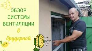 Обзор системы вентиляции в брудерной