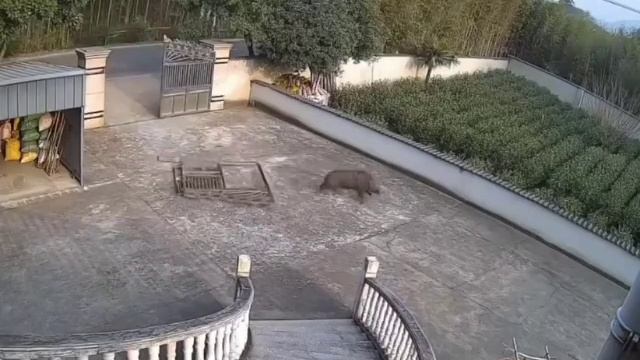 Вот почему лучше не стоять на пути дикого кабана