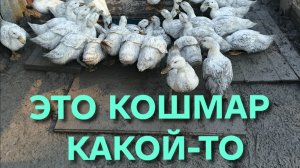 После сильнейшей грозы мои утки превратились в настоящих поросят Навожу порядок у уток