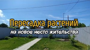 Пересадка растений на новое место жительства.