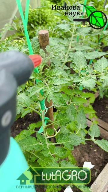 🍅 ЭТОТ рецепт подкормки записывают ВСЕ дачники! 🥒🌿 Подкормка для ВСЕГО огорода: запишите рецепт📝