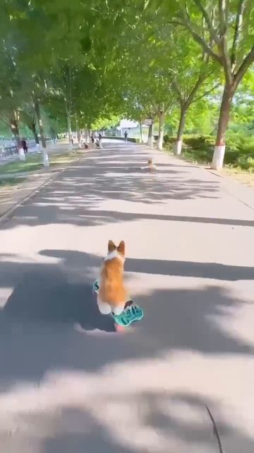 Покатушки🛹