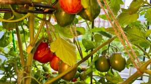 Огород в квартире дарит возможность собирать урожай круглогодично🍅🥒🌶️