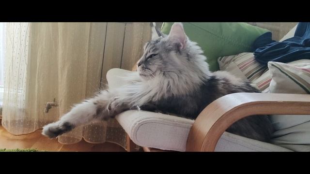 когда коту лень правильно лежать смотреть онлайн