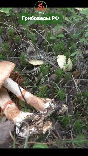 Паутинник браслетчатый - Cortinarius armillatus Съедобный после отваривания. смотреть онлайн