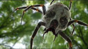 топ 5 самых ядовитых поуков и тарантулов в мире