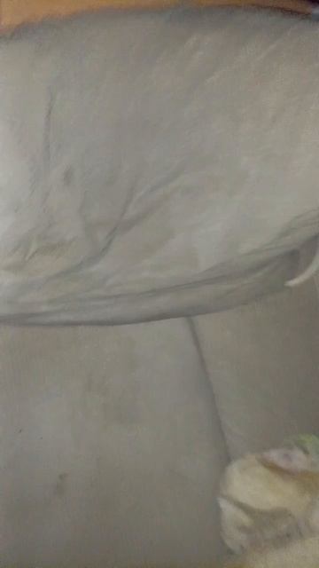 3556.mp4