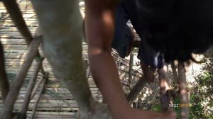 Удивительный!Постройте самый креативный дом на дереве с травяной крышей в лесу с помощью древних нав