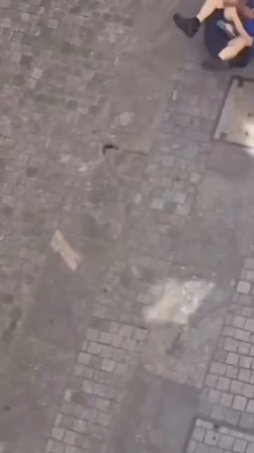 #Швейцария Не частые кадры задержания налетчика на ювелирный салон швейцарской полицией смотреть онлайн