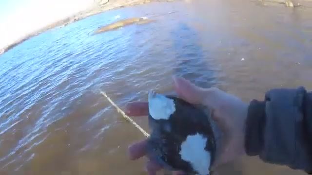 Идущий по воде! Снова есть рыба в ловушке на кольях!