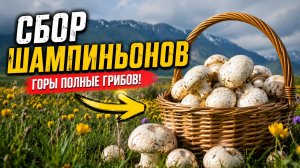 Шампиньоны в горах | Поиск грибов среди желтых цветов #тараз #казахстан #грибы