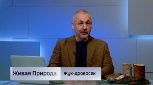 Живая природа. «Жук-дровосек»