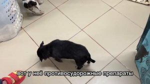 Поступила пожилая собачка Дунечка с эпилепсией