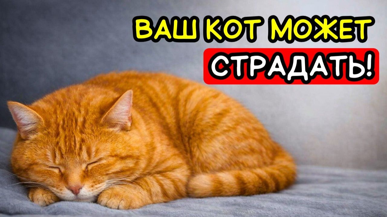 Почему кошки скрывают боль — и как это заметить!