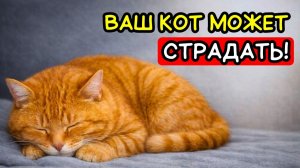 Почему кошки скрывают боль — и как это заметить!