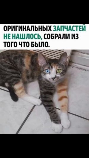 Солянка)
