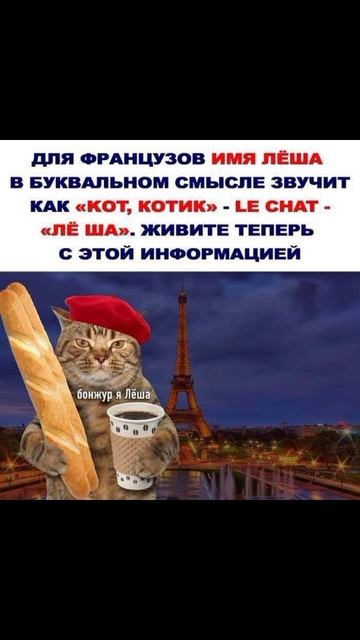 Деловой кот. Мемы смотреть онлайн