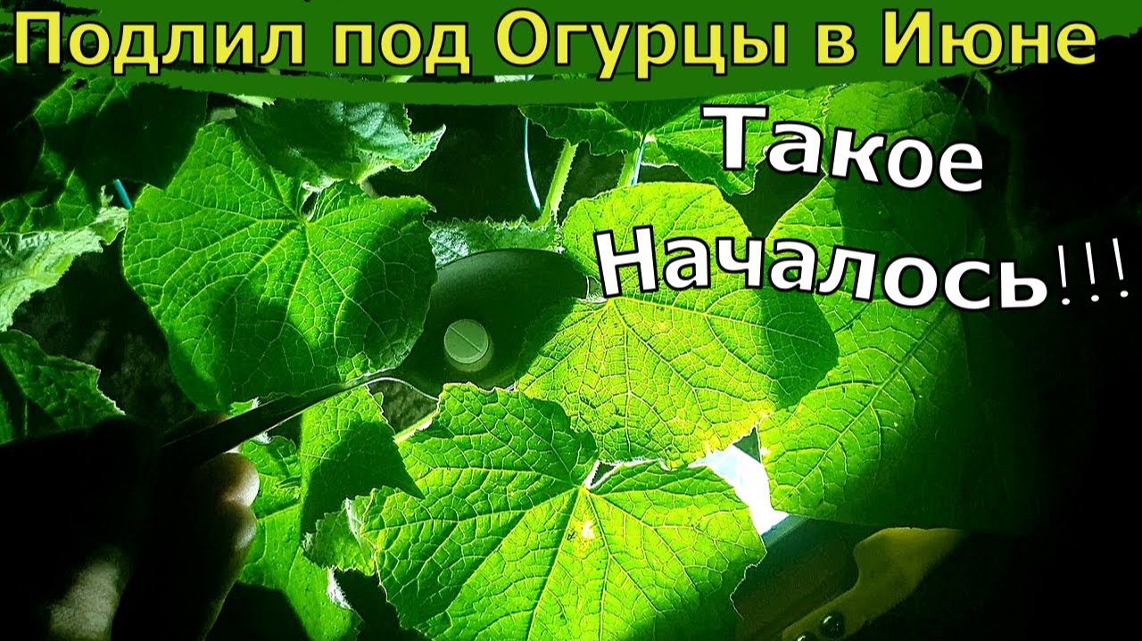Подкормка огурцов в июне проверенные способы. огурцы остановились в росте  пустоцвет нет завязей