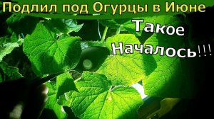 Подкормка огурцов в июне проверенные способы. огурцы остановились в росте  пустоцвет нет завязей
