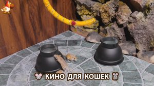 Видео для кошек про крысок развлекать питомцев 🐭🐀😂 (558)