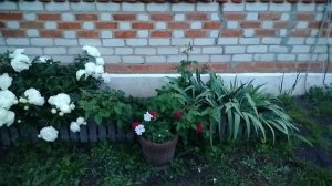 Летним днём в цветах//