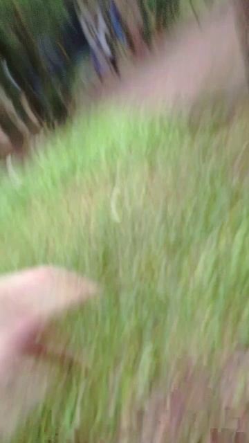 cледим 2 смотреть онлайн