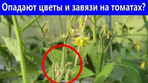 Опадают ЦВЕТЫ и ЗАВЯЗЬ  на ТОМАТАХ Опрыскайте этим томаты и результат вас удивит.