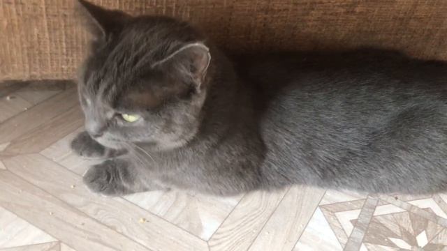 В приюте всё по прежнему