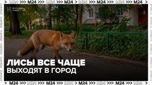 Участились случаи появления лис в жилых районах Москвы - Москва 24