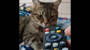 Жизнь кота Симбы Потахова