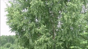 Заброшенная деревня