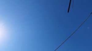 13.06.26 г. Андижанская порода голубей (1)