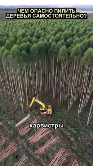 Чем опасно пилить деревья самостоятельно?
