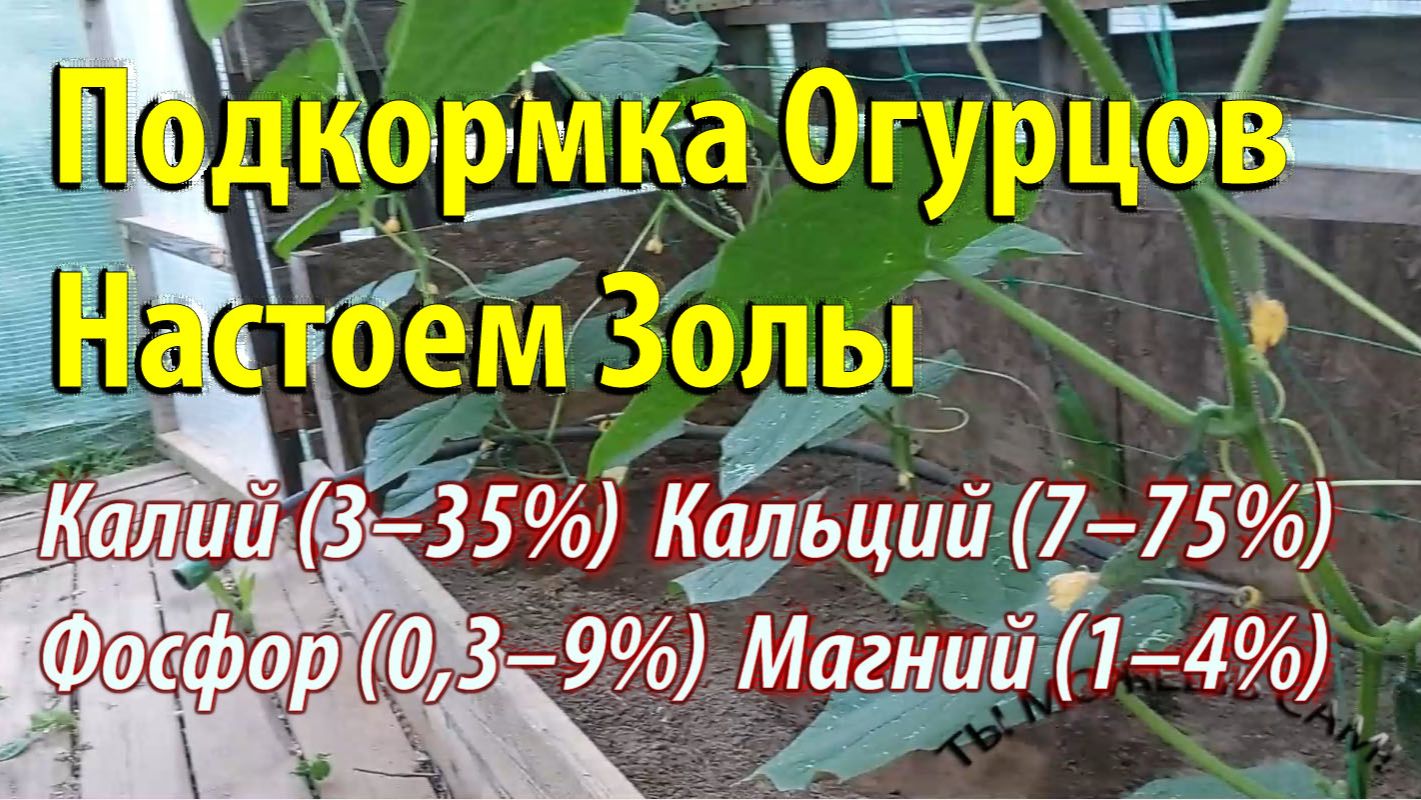 Подкормка Огурцов Настоем Золы смотреть онлайн