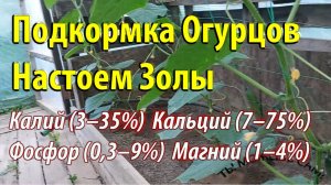 Подкормка Огурцов Настоем Золы