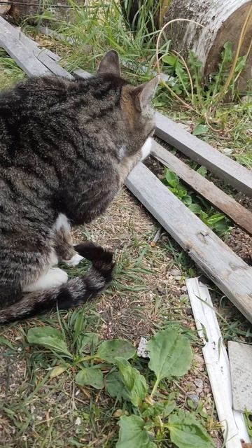 Хронини счастливых котов умеющих отдыхать на даче. Милка после обеда.