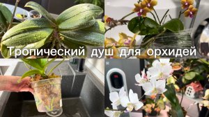 ДУШЕВАНИЕ ОрХиДеЙ 💦☀️ #орхидеи