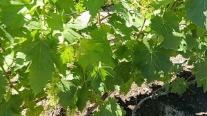 корневая и внекорневая подкормка винограда