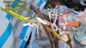 Два варианта прививки винограда.