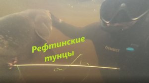 Подводная охота на Рефтинского толстолоба!